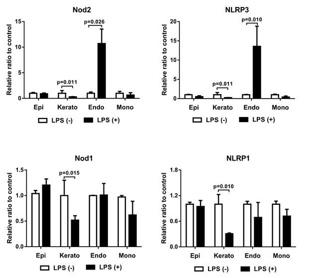 The mRNA levels of NLRs in human corneal cells after LPS stimulation. Primary human corneal limbal epithelial cells, stromal fibroblasts, endothelial cells, and blood-derived monocytes were stimulated by lipopolysaccharide (2μg/mL) and evaluated for the expression of NOD2, NLRP3, NOD1, and NLRP1. Data represent the relative ratio of mRNA levels to the cells without LPS treatment and are presented as mean ± SEM from eight independent sets of experiments. Epi: corneal limbal epithelial cells; Kerato: corneal stromal fibroblasts; Endo: corneal endothelial cells; Mono: monocytes; LPS: lipopolysaccharide