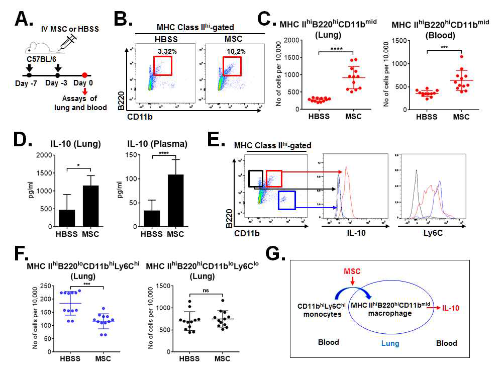 MSCs induce an increase in IL-10hiMHC IIhiB220hiCD11bmid cells with a concomitant decrease in IL-10loCD11bhiLy6Chi cells. (A) Experimental scheme. Either 1 x 106 human bone marrow-derived mesenchymal stem/stromal cells (MSC) or vehicle (Hank's balanced salt solution, HBSS) were injected into the tail vein of B6 mice on days -7 and -3, and the lung and peripheral blood were analyzed on day 0. (B, C) Representative and quantitative flow cytometry results for expression of CD11b and B220 after gating on MHC class IIhi cells. Data depict the number of MHC class IIhiB220hiCD11bmid cells in the lung and blood. (D) ELISA results for IL-10 levels in lung extracts and plasma from HBSS-and MSC-treated mice. (E) Representative flow cytometry plots of IL-10 and Ly6C expression on three distinct subsets in the lung of MSC-treated mice: MHC class IIhiB220hiCD11bmid cells (red line), MHC class IIhiB220loCD11bhi cells (blue line), MHC class IIhiB220hiCD11blo (black line). (F) Quantitative flow cytometry results for MHC class IIhiB220loCD11bhiLy6Chi cells and MHC class IIhiB220hiCD11bloLy6Clo cells in the lung from HBSS- and MSC-treated mice. (G) Graphic summary of hypothesis made based on the results in (A-F). Data are presented as mean ±/+ SD from three independent experiments, each experiment with four mice per group. Dot indicates a single animal. *p < 0.05, ***p < 0.001, ****p < 0.0001, ns: not significant