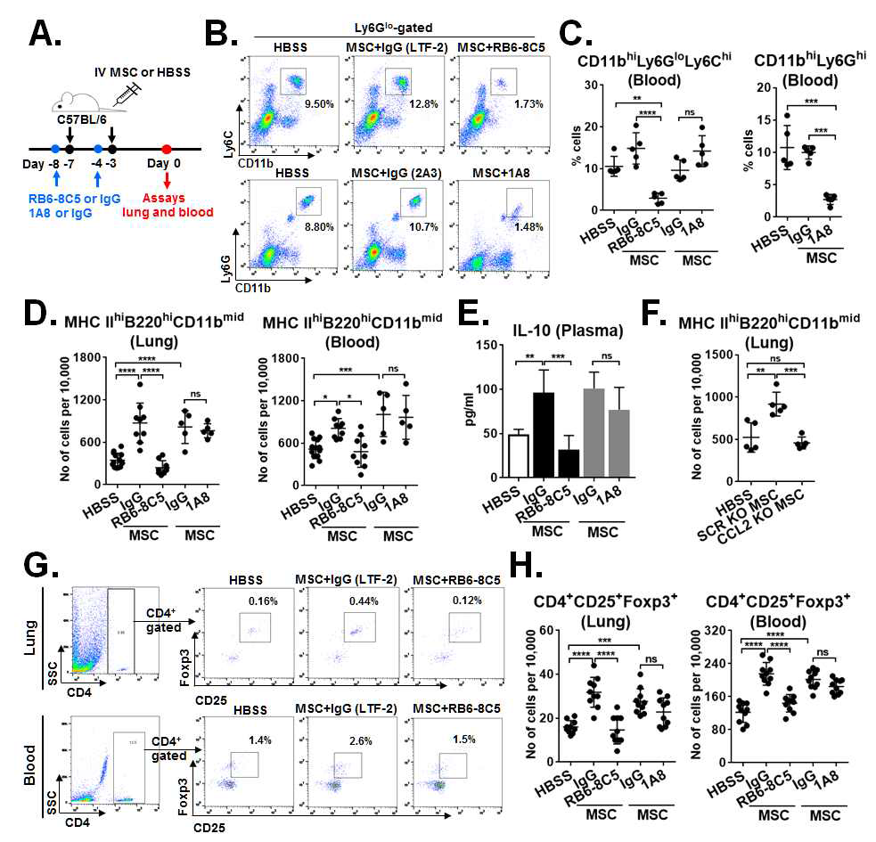 In vivo depletion of circulating CD11bhiLy6Chi cells, but not CD11bhiLy6Ghi cells, abrogates the effects of MSCs on induction of IL-10hiMHC IIhiB220hiCD11bmid cells and CD4+CD25+Foxp3+ Tregs. (A) Schema of experiments. To deplete CD11bhiLy6Chi cells, mice were intraperitoneally injected with anti-Gr-1 mAb RB6-8C5 or control IgG (LTF2) at days -8 and -4. Since RB6-8C5 depletes CD11bhiLy6Ghi cells as well as CD11bhiLy6Chi cells, the Ly6G-specific mAb 1A8 to deplete only CD11bhiLy6CloLy6Ghi cells or its control IgG (2A3) was injected in another control groups in the same manner. On days -7 and -3, MSC was intravenously injected into the mice. On day 0, the lung and peripheral blood were analyzed. (B, C) Depletion of CD11bhiLy6Chi or CD11bhiLy6Ghi cells was confirmed in peripheral blood by flow cytometry one day after blocking mAb injection. (D) Quantitative flow cytometry results for MHC class IIhiB220hiCD11bmid cells in the lung and blood in mice that received RB6-8C5, 1A8, or control IgGs (LTF or 2A3). (E) The plasma level of IL-10. (F) Quantitative flow cytometry results for MHC class IIhiB220hiCD11bmid cells in the lung of mice pretreated with MSCs transfected with CCL2 (C-C motif chemokine ligand 2) siRNA (CCL2 KO MSC) or control scramble siRNA (SCR KO MSC). (G, H) Representative flow cytometry plots for expression of CD25 and Foxp3 on CD4+-gated cells in the lung and blood and quantitation of CD4+CD25+Foxp3+ cells. Data depict the percentage of CD4+CD25+Foxp3+ cells out of total lung cells or PBMCs. Dot indicates an individual animal. Data (mean ±/+ SD) are representative of three independent experiments (each with three or four mice per group)