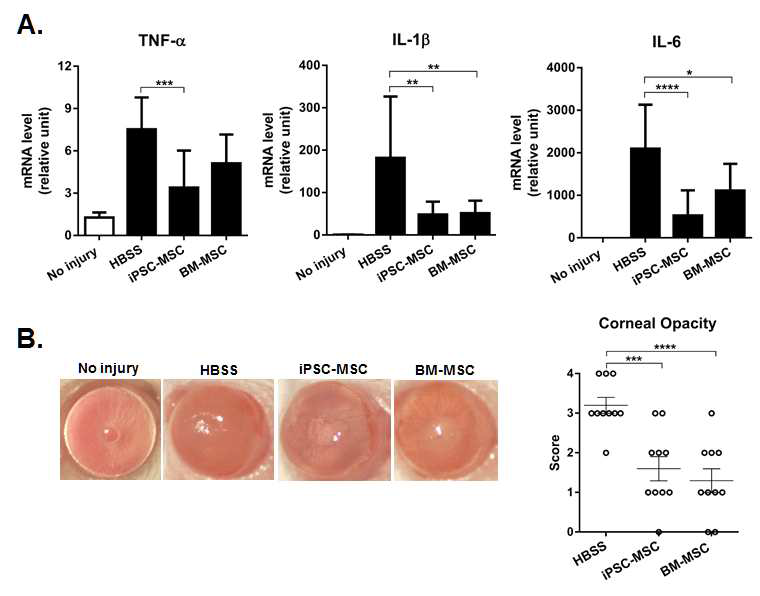 Effects of iPSC-MSCs vs. BM-MSCs on corneal inflammation and opacity. (A) After injury to the cornea, mice were treated with intravenous injection of iPSC-MSCs, BM-MSCs, or vehicle (HBSS). On day 1, the mRNA levels of TNF-α, IL-1β and IL-6 in the cornea were significantly reduced by iPSC-MSCs, comparable to BM-MSCs, as measured by real-time RT PCR. Shown are the relative values of mRNA levels to the levels in normal corneas without injury. (B) On day 7, corneal opacity was significantly decreased in mice treated with iPSC-MSCs or BM-MSCs, compared to HBSS-treated controls, as assessed by clinical opacity score. Dot represents an individual animal, and results are presented as mean ± SD from three independent experiments, each experiment with at least three mice per group