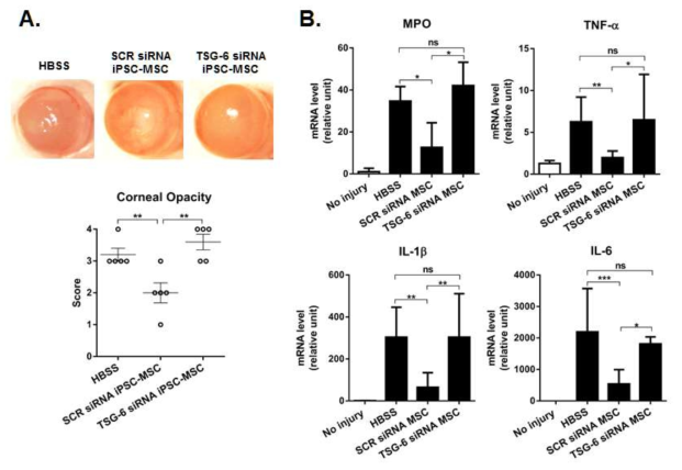 Effects of iPSC-MSCs with TSG-6 knockdown on corneal inflammation and opacity. (A) Representative corneal photographs and opacity scoring on day 7 after injury showed that corneal opacity was significantly decreased by iPSC-MSCs transfected with SCR siRNA, but not by iPSC-MSCs transfected with TSG-6 siRNA. Dot represents an individual animal. (B) The levels of pro-inflammatory cytokines in the cornea on day 1 after injury were significantly lower in mice receiving iPSC-MSCs transfected with SCR siRNA than in mice receiving or vehicle (HBSS) or iPSC-MSCs with TSG-6 siRNA. There was no difference in inflammatory cytokine levels between HBSS-treated mice and TSG-6 knockdown iPSC-MSC-treated mice. Shown are the relative values of mRNA levels to the levels in negative controls