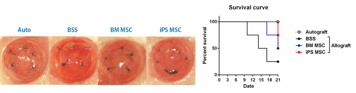 Effects of iPSC-MSCs on the survival of conreal allotransplants