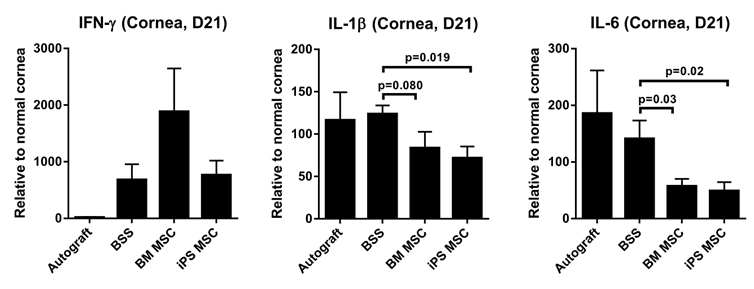 Effects of iPSC-MSCs on the expression of pro-inflammatory cytokines in conreal allotransplants