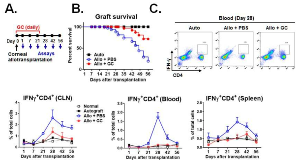 Graft rejection started from day 21 post-transplantation. (A) Schema of assays. (B) Graft survival curve. (C) Flow cytometry of Th1 cells in blood, draining cervical lymph nodes (CLN), and spleen