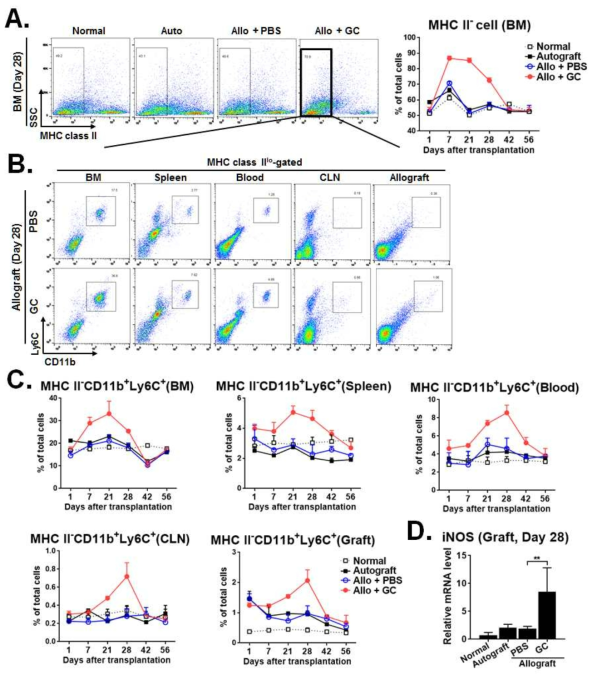 Time course of MDSC in bone marrow, spleen, blood, draining cervical lymph nodes (CLN) and corneal allografts after corneal allotransplantation. (A-C) Representative and quantitative analysis of MDSC (myeloid derived suppressor cells) with time after corneal allotransplantation. (D) RT PCR results of MDSC-derived iNOS in corneal allografts at day 28 post-transplantation