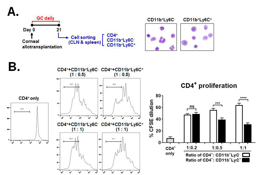 Effects of CD11b+Ly6C+ or CD11b+Ly6C- cells on CD4 T cell proliuferation. (A) CD11b+Ly6C+ or CD11b+Ly6C- cells were sorted in cervial lymph nodes and spleen at day 21 post-transplantation and cocultured with CD4+ T cells. (B) Proliferation of CD4 T cells were evaluated at day 5 by CFSE uptake