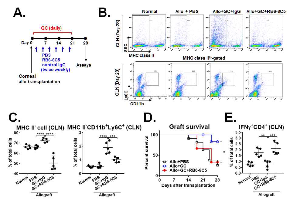 Effects of CD11b+Ly6C+ depletion on corneal allotransplant survival and rejection