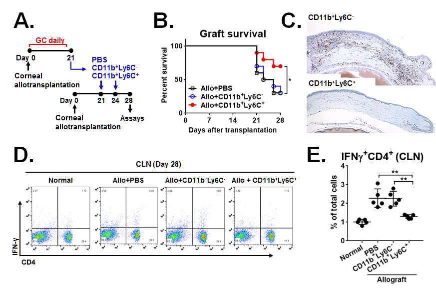 Effects of CD11b+Ly6C+ transfer on corneal allotransplant survival and rejection