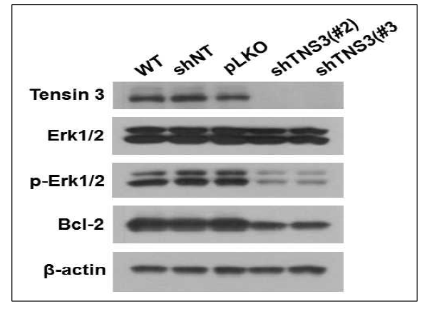 NF1 악성종양 Schwann 세포주(S462)에서 TNS3 발현저해 시의 ERK1/2 활성화 (phospho-ERK1/2) 및 Bcl-2 발현 분석(WT: wild type, shNT: non-target shRNA; shTNS3(#2/#3):TNS3 gene target의 shRNA no.2/no.3)