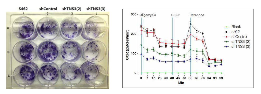 NF1 악성종양 세포주에서 TNS3 발현저해 시의 세포증식(좌) 및 미토콘드리아 O2 consumption 분석(우) (shControl: non-target shRNA; shTNS3(#2, #3):TNS3 gene target의 shRNA no.2, no.3.)