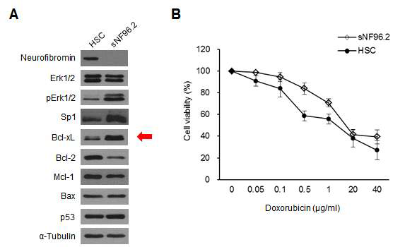 NF1 악성종양 세포주에서의 Bcl-xL 발현량과 Doxorubicin 처리에 대한 약제 내성 분석 (HSC: 정상 Schawann 세포주, sNF96.2: NF1 악성 Schawann 세포주)