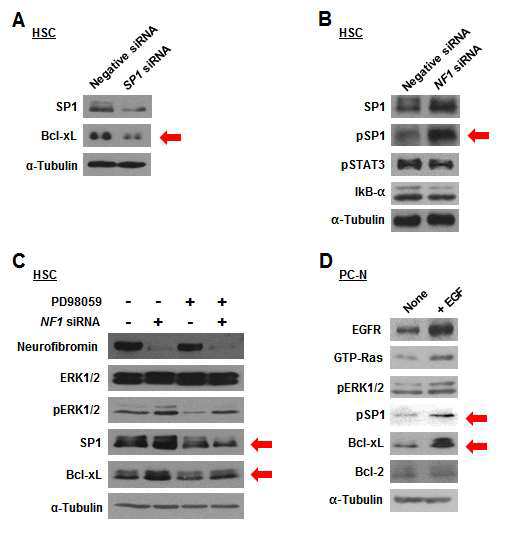 SP1을 매개로한 NF1,Bcl-xL, EGFR의 상호관계 분석