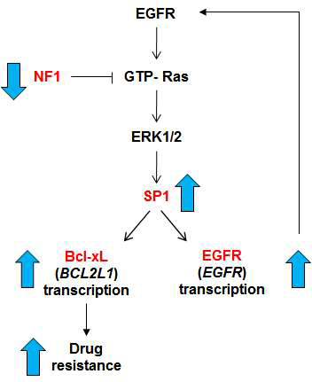 NF1, RAS, ERK, SP1, Bcl-xL, EGFR의 상호관계를 제안한 모식도