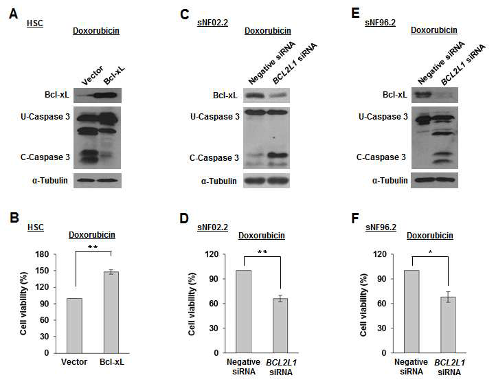 Bcl-xL 발현량에 따른 Doxorubicin 약제내성의 변화 분석 (HSC: 정상 Schawann 세포주, sNF02.2/sNF96.2: NF1 악성 Schawann 세포주)