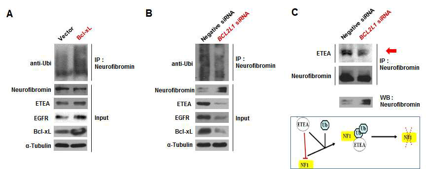 Bcl-xL 발현 조절에 따른 Neurobibromin ubiqutination 및 ETEA 발현량 분석