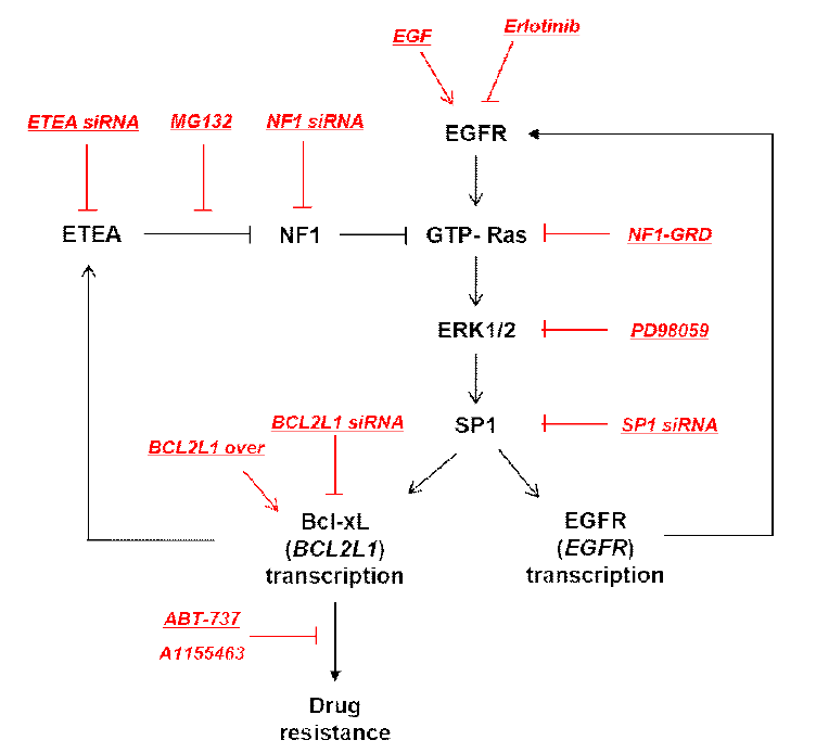 NF1 종양발생과 악성화에 관여하는 핵심 신호전달 체계의 feedback regulation 가설 모식도(EGFR > RAS > ERK > SP1 > Bcl-xL > ETEA > NF1 > RAS). 밑줄: 각 신호전달 과정에서의 촉진 또는 저해에 대한 증명에 사용한 방법