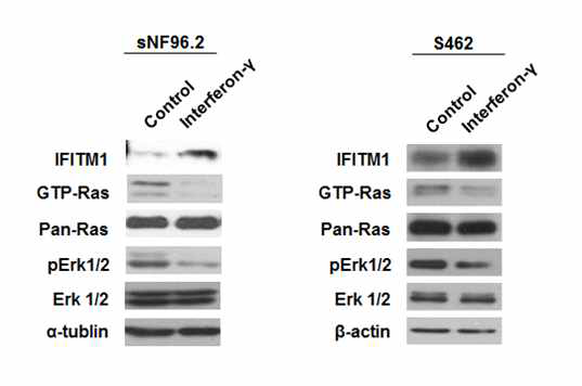 NF1 악성종양세포에서 인터페론-감마에 의한 IFITM1 유전자 증가 및 GTP-RAS(활성형 GTP)와 Phosphorylated-ERK1/2(활성형 ERK1/2)의 감소)