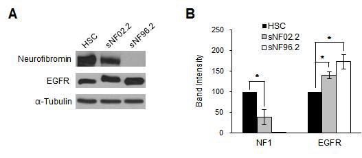 NF1 Schawann 세포주에서의 NF1과 EGFR의 단백질 발현량 비교 (HSC: 정상 Schawann 세포주, sNF02.2/sNF96.2: NF1 악성세포주)