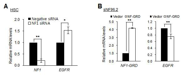 NF1 세포주에서 NF1 발현저해(NF1 siRNA)와 과발현(NF1-GRD)이 EGFR mRNA 발현량 변화에 미치는 영향(HSC: 정상 Schawann 세포주, sNF02.2/sNF96.2: NF1 악성 Schawann 세포주; NF1-GRD: NF1 유전자에서 GRD(GAP related domain) 부분만 cloning한 construct)