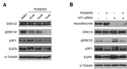 ERK1/2 inhibitor인 PD98059 처리 시의 SP1 활성화와 EGFR 발현량 변화