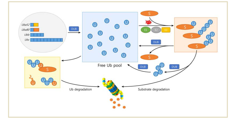 세포내 유비퀴틴 풀의 다이내믹한 성질