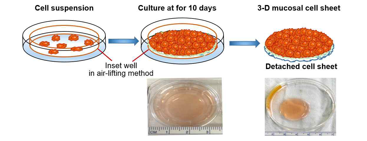 환자 일부 점막조직에서 줄기세포 체외배양과 3차원 점막세포시트의 제작 과정