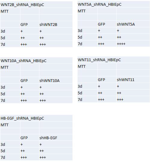 HBIEpC Proliferation