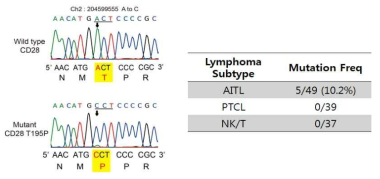 CD28 T195P 돌연변이 확인 및 빈도 조사표
