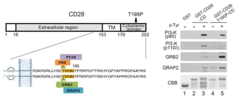 CD28 구조와 cytoplasmic domain에 결합하는 단백질