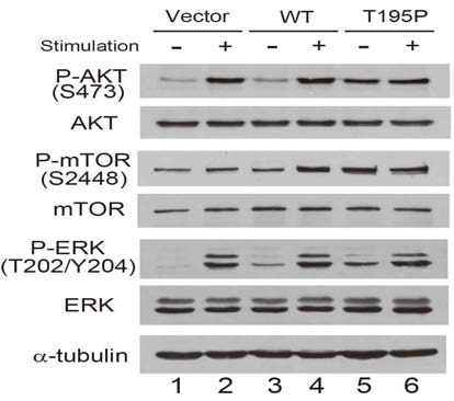 CD28 T195P 발현이 AKT, mTOR, ERK인산화를 증가함