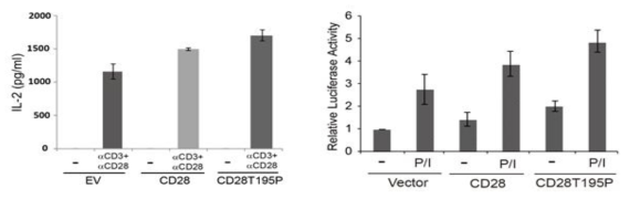 CD28 T195P 돌연변이 발현이 interleukin 2 (IL-2)와 NF-kB 신호전달에 미치는 영향