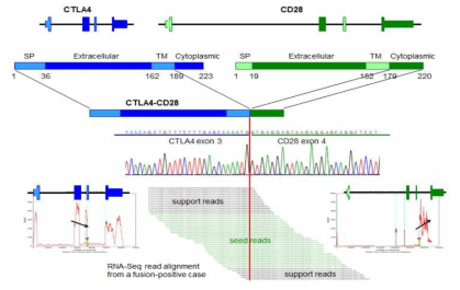 RNA-sequencing 결과 및 해당 검체의 Sanger seqeuncing chromas