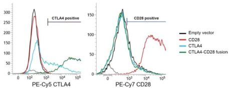 Jurkat 세포주에서 CTLA4-CD28의 과발현 후, 항체 염색을 통해 FACS로 발현을 확인하였음