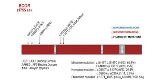 BCOR의 돌연변이 발생 부위