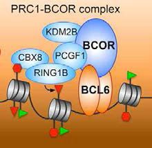 BCOR complex