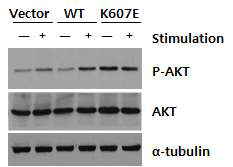 BCOR K607E 발현에의한 AKT 인산화 증가