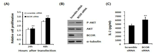 BCOR siRNA에 의한 세포내 증식, AKT 인산화, IL-2 생성 조사