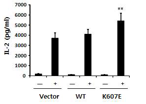 BCOR K607E 발현이 IL-2의 발현량을 증가시킴