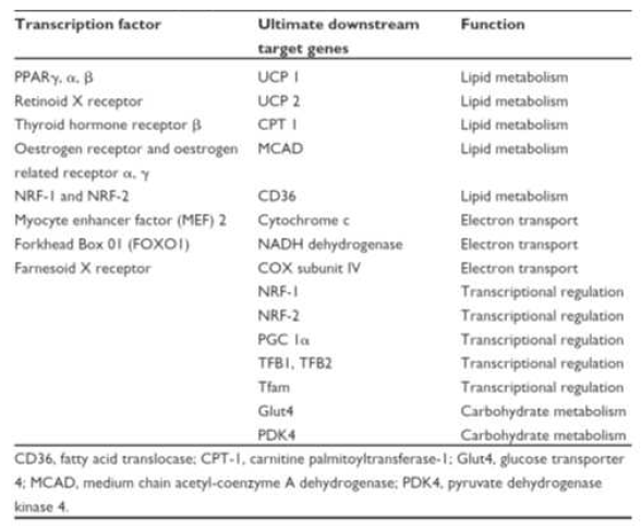 Examples of transcription factors and downstream target genes which are ultimately regulated by PCG-1a