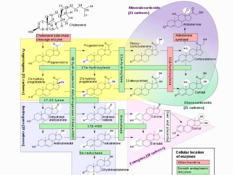 콜레스테롤 전구체로부터 스테로이드 호르몬 생합성 경로