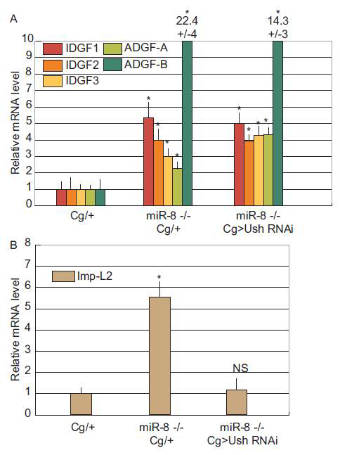 miR-8결실에 의해 조절되는 호르몬 중 Imp-L2만이 Ush에 의해 조절됨