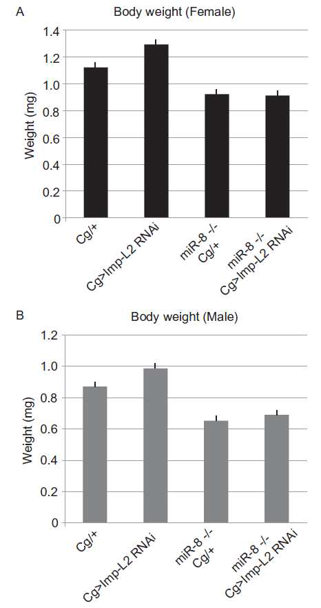 miR-8 돌연변이로 인한 small body 표현형이 fat body 특이적 Imp-L2 knockdown에 의해 rescue 되지 않음