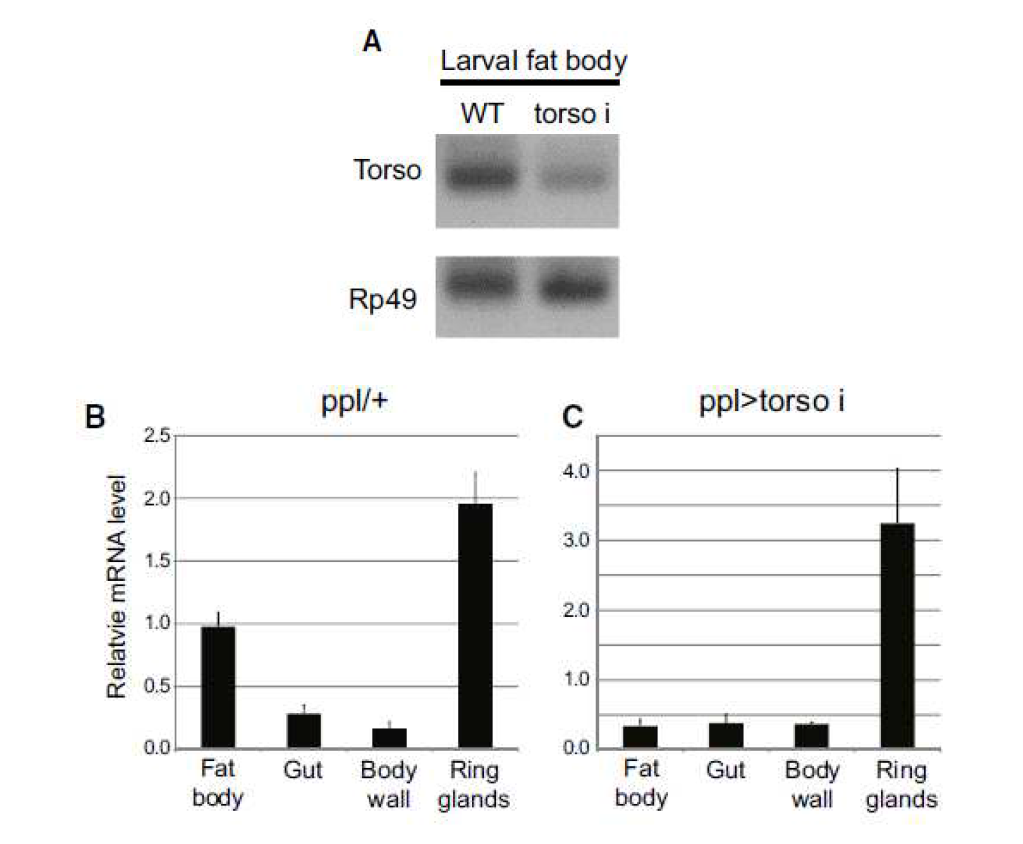 torso 유전자가 fat body에서도 발현되고 RNAi 시 유전자 발현이 감소됨을 확인