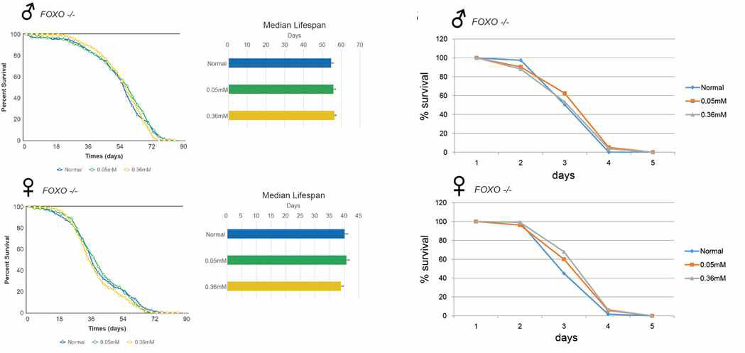 FOXO 결핍 초파리에 미노싸이클린을 먹일시 수명연장효과나 과산화수소에 대한 저항성이 보이지 않음