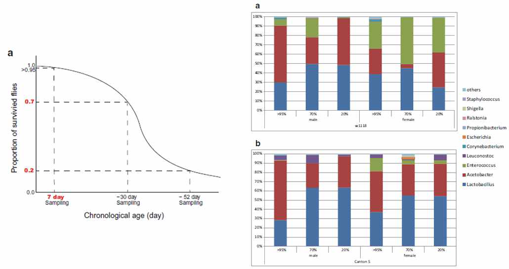 초파리 노화가 진행됨에 따라 초파리 장내 Lactobacillus 미생물과 Acetobacter 미생물이 reciprocal하게 변함