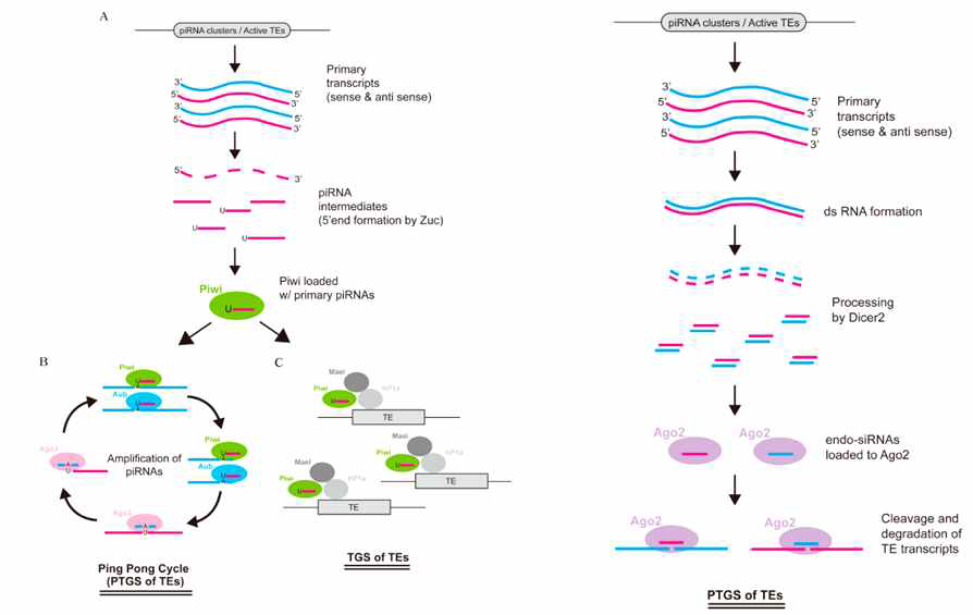 piRNA (왼쪽)와 endo-siRNA (오른쪽)의 생성과정 및 작용기전을 보여주는 그림