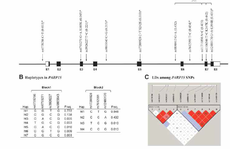 PPAR15 SNP 의 양상 및 LD