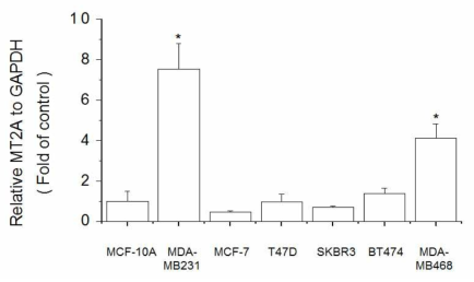 Expression of MT2A in breast cell lines. The cells were lysed and the total mRNA was analyzed by real time-PCR. PCR amplification was performed for each sample using primers specific for human MT2A and GAPDH. *p < 0.05 compared with MCF-10A