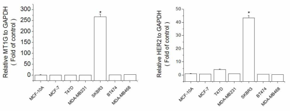 Expression of MT1G and HER2 in various kind of breast cell lines. The cells were lysed and the total mRNA was analyzed by real time-PCR. PCR amplification was performed for each sample using primers specific for human MT1G,HER2 and GAPDH. *p< 0.05 compared with MCF-10A