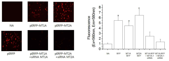 Immunofluorescent detection of MT1A and MT2A in MCF-7 transfected with red fluorescent protein-MT1A and MT2A. Cells transfected with pERFP-MTs plasmid vector and/or MT siRNA plasmid vector and then, Fluorescent microscopy analysis of RFP protein. *p < 0.05 compared with NA